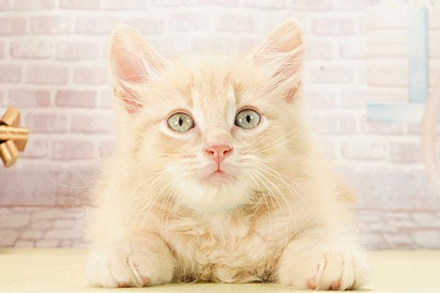 2025年12月29日生まれのアメリカンカール