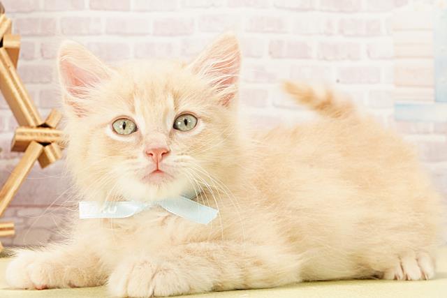 愛知県のアメリカンカール (Coo&RIKU名古屋みなと店/2025年12月29日生まれ/男の子/クリームタビー)の子猫の3枚目の画像