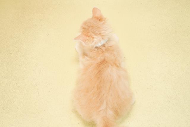 愛知県のアメリカンカール (Coo&RIKU名古屋みなと店/2025年12月29日生まれ/男の子/クリームタビー)の子猫の4枚目の画像