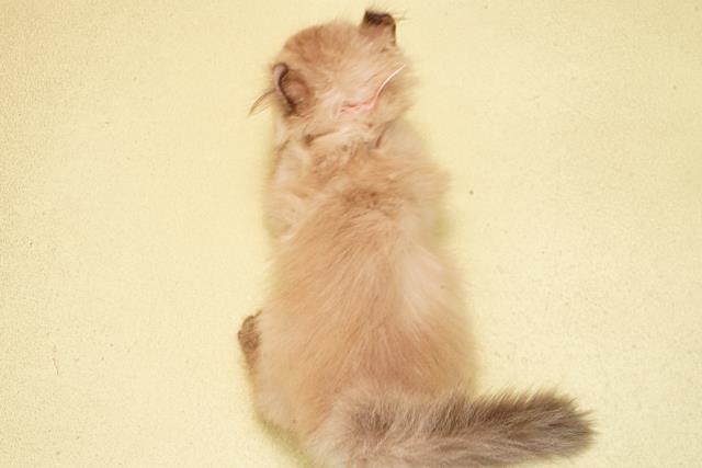 三重県のアメリカンカール (Coo&RIKU津高茶屋店/2025年12月29日生まれ/女の子/シールリンクスポイントホワイト)の子猫の4枚目の画像