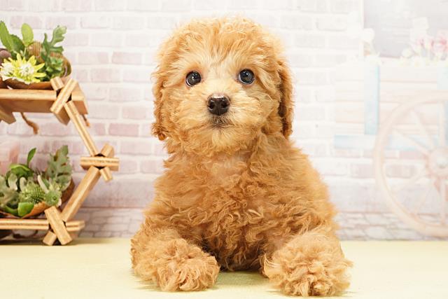 2025年12月29日生まれのミニチュアプードル