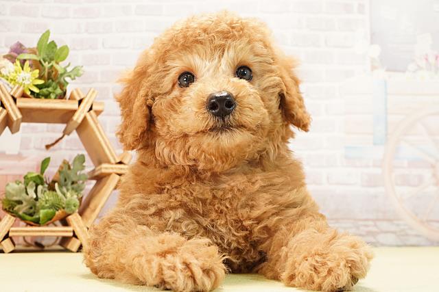 2025年12月29日生まれのミニチュアプードル