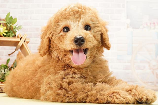 愛知県のミニチュアプードル (Coo&RIKU名古屋みなと店/2025年12月29日生まれ/男の子/レッド)の子犬の2枚目の画像