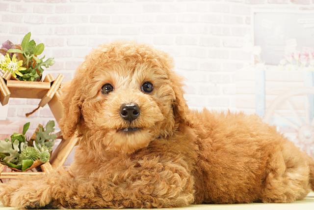 愛知県のミニチュアプードル (Coo&RIKU名古屋みなと店/2025年12月29日生まれ/男の子/レッド)の子犬の3枚目の画像