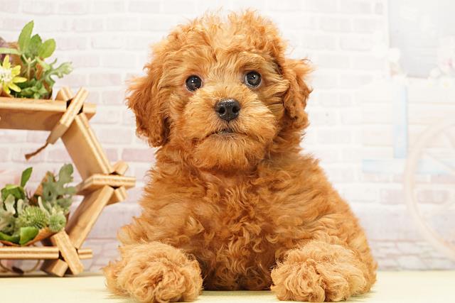 2025年12月29日生まれのミニチュアプードル