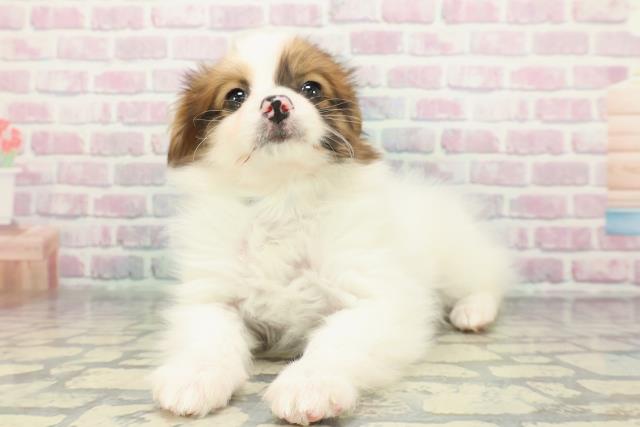 東京都のパピヨン (Coo&RIKU練馬店/2025年12月25日生まれ/男の子/ホワイトブラウン)の子犬の2枚目の画像