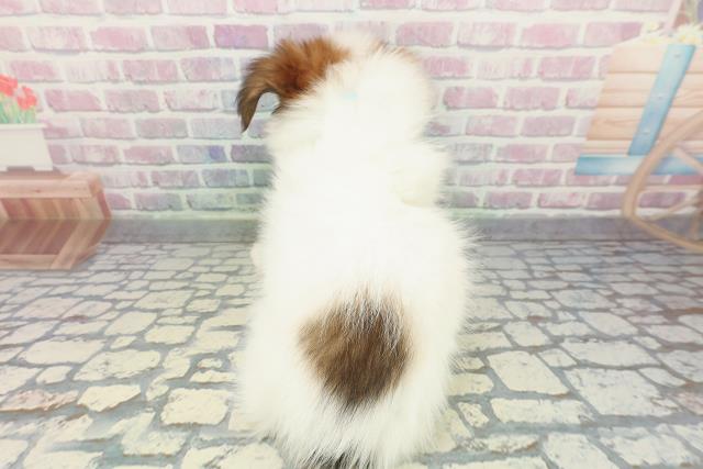 東京都のパピヨン (Coo&RIKU練馬店/2025年12月25日生まれ/男の子/ホワイトブラウン)の子犬の4枚目の画像