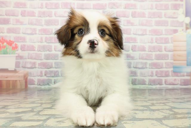 千葉県のパピヨン (Coo&RIKUフレスポ稲毛店/2025年12月25日生まれ/男の子/ホワイトブラウン)の子犬の1枚目の画像