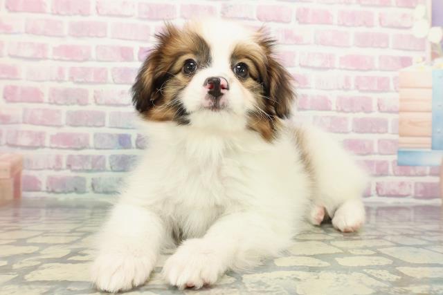 千葉県のパピヨン (Coo&RIKUフレスポ稲毛店/2025年12月25日生まれ/男の子/ホワイトブラウン)の子犬の2枚目の画像