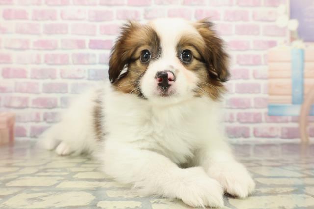 千葉県のパピヨン (Coo&RIKUフレスポ稲毛店/2025年12月25日生まれ/男の子/ホワイトブラウン)の子犬の3枚目の画像