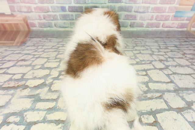 千葉県のパピヨン (Coo&RIKUフレスポ稲毛店/2025年12月25日生まれ/男の子/ホワイトブラウン)の子犬の4枚目の画像