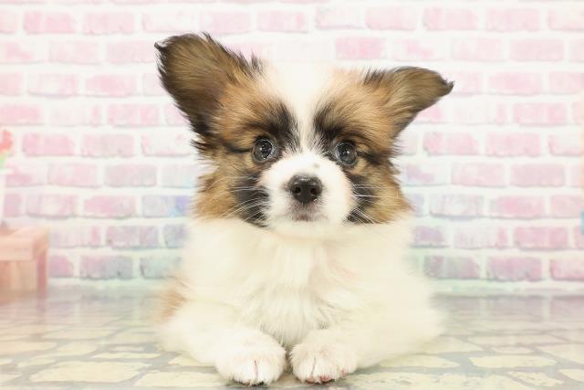 東京都のパピヨン (Coo&RIKU新宿三丁目店/2025年12月25日生まれ/女の子/ホワイトブラウン)の子犬の1枚目の画像