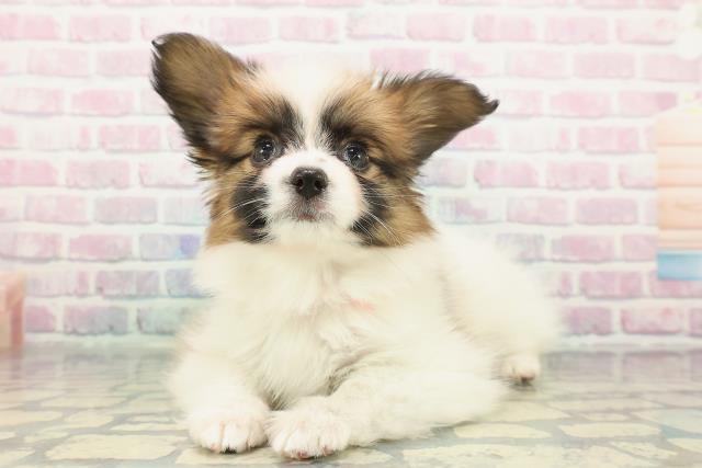 東京都のパピヨン (Coo&RIKU新宿三丁目店/2025年12月25日生まれ/女の子/ホワイトブラウン)の子犬の2枚目の画像