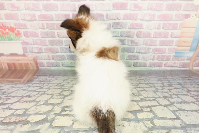 東京都のパピヨン (Coo&RIKU新宿三丁目店/2025年12月25日生まれ/女の子/ホワイトブラウン)の子犬の4枚目の画像