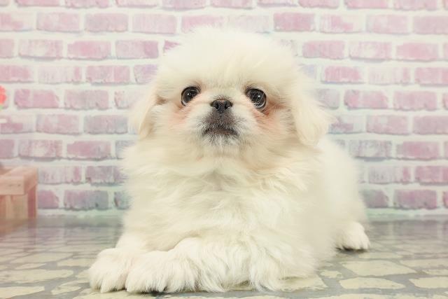 東京都のペキニーズ (Coo&RIKU新宿三丁目店/2025年12月25日生まれ/男の子/ホワイト)の子犬の2枚目の画像