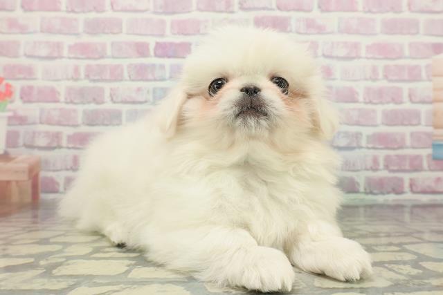 東京都のペキニーズ (Coo&RIKU新宿三丁目店/2025年12月25日生まれ/男の子/ホワイト)の子犬の3枚目の画像