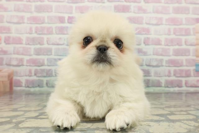 東京都のペキニーズ (Coo&RIKU足立本店/2025年12月25日生まれ/女の子/クリーム)の子犬の1枚目の画像