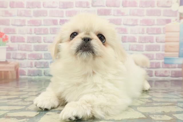 東京都のペキニーズ (Coo&RIKU足立本店/2025年12月25日生まれ/女の子/クリーム)の子犬の2枚目の画像