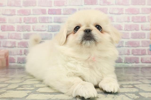 東京都のペキニーズ (Coo&RIKU足立本店/2025年12月25日生まれ/女の子/クリーム)の子犬の3枚目の画像