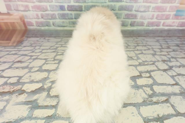 東京都のペキニーズ (Coo&RIKU足立本店/2025年12月25日生まれ/女の子/クリーム)の子犬の4枚目の画像