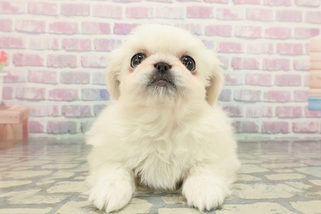 東京都のペキニーズ (Coo&RIKU三軒茶屋店/2025年12月25日生まれ/女の子/ホワイト)の子犬の1枚目の画像