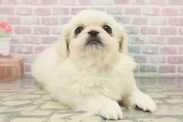 東京都のペキニーズ (Coo&RIKU三軒茶屋店/2025年12月25日生まれ/女の子/ホワイト)の子犬の3枚目の画像