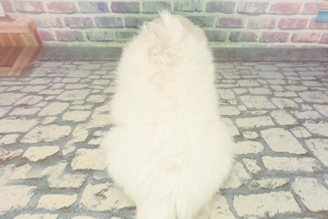 東京都のペキニーズ (Coo&RIKU三軒茶屋店/2025年12月25日生まれ/女の子/ホワイト)の子犬の4枚目の画像