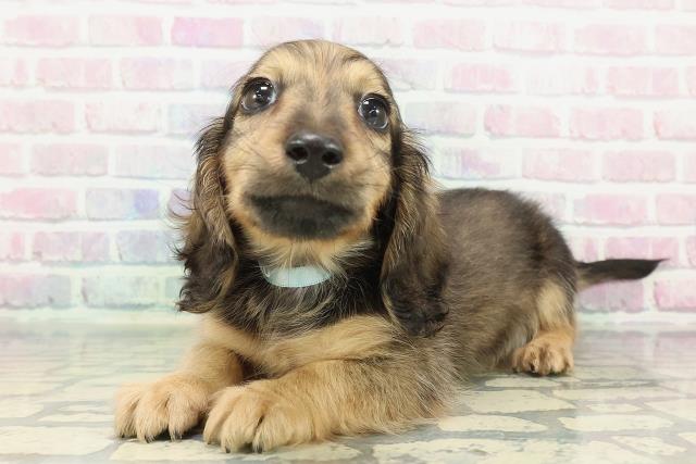 神奈川県のミニチュアダックスフンド(ロング) (Coo&RIKUパウ川崎店/2025年12月25日生まれ/男の子/シェーデットイエロー)の子犬の2枚目の画像