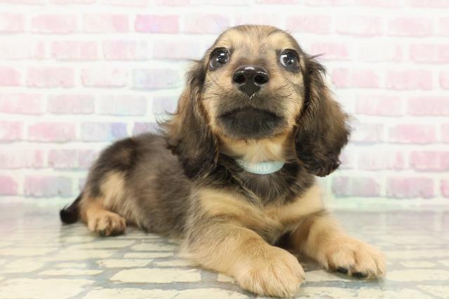 神奈川県のミニチュアダックスフンド(ロング) (Coo&RIKUパウ川崎店/2025年12月25日生まれ/男の子/シェーデットイエロー)の子犬の3枚目の画像