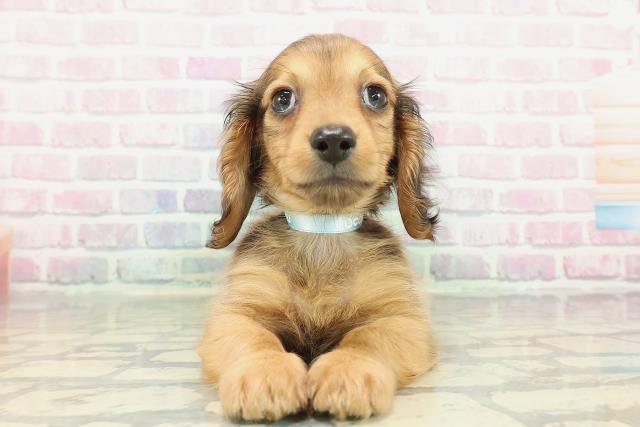 埼玉県のミニチュアダックスフンド(ロング) (Coo&RIKU桶川店/2025年12月25日生まれ/男の子/レッド)の子犬の1枚目の画像