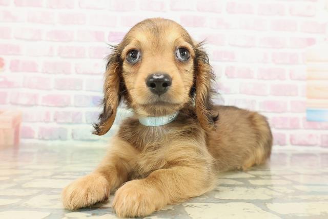 埼玉県のミニチュアダックスフンド(ロング) (Coo&RIKU桶川店/2025年12月25日生まれ/男の子/レッド)の子犬の2枚目の画像