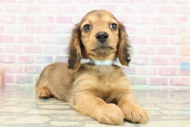 埼玉県のミニチュアダックスフンド(ロング) (Coo&RIKU桶川店/2025年12月25日生まれ/男の子/レッド)の子犬の3枚目の画像