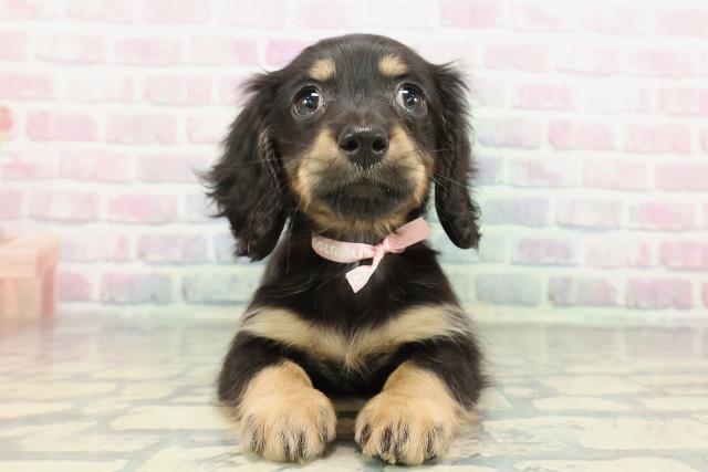 東京都のミニチュアダックスフンド(ロング) (Coo&RIKU板橋店/2025年12月25日生まれ/女の子/ブラックタン)の子犬の1枚目の画像