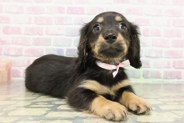 東京都のミニチュアダックスフンド(ロング) (Coo&RIKU板橋店/2025年12月25日生まれ/女の子/ブラックタン)の子犬の3枚目の画像