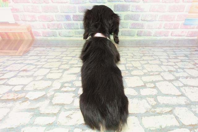 東京都のミニチュアダックスフンド(ロング) (Coo&RIKU板橋店/2025年12月25日生まれ/女の子/ブラックタン)の子犬の4枚目の画像