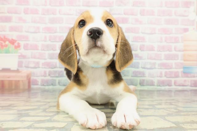 埼玉県のビーグル (Coo&RIKU所沢店/2025年12月8日生まれ/男の子/ブラックタンホワイト)の子犬