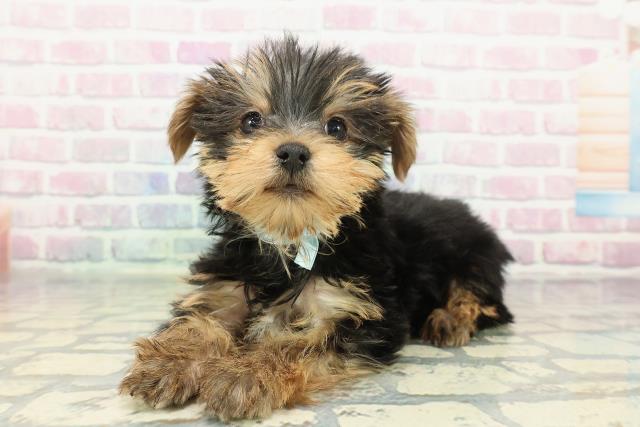 東京都のヨークシャーテリア (Coo&RIKU練馬店/2025年12月17日生まれ/男の子/スチールブルータン)の子犬の2枚目の画像