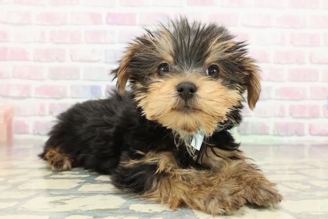 東京都のヨークシャーテリア (Coo&RIKU練馬店/2025年12月17日生まれ/男の子/スチールブルータン)の子犬の3枚目の画像