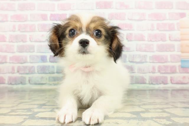 東京都のパピヨン (Coo&RIKU池袋西口店/2025年12月23日生まれ/女の子/ホワイトブラウン)の子犬の1枚目の画像