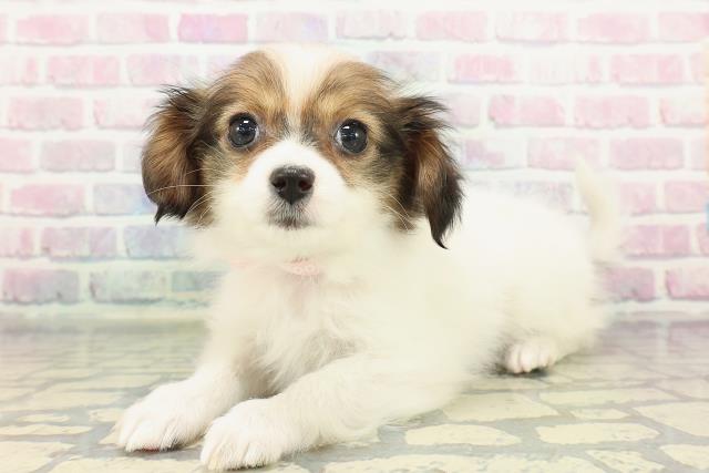 東京都のパピヨン (Coo&RIKU池袋西口店/2025年12月23日生まれ/女の子/ホワイトブラウン)の子犬の2枚目の画像