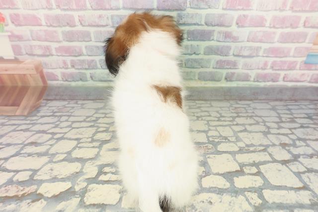 東京都のパピヨン (Coo&RIKU池袋西口店/2025年12月23日生まれ/女の子/ホワイトブラウン)の子犬の4枚目の画像