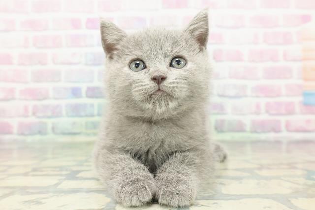 栃木県のシャルトリュー (Coo&RIKU小山店/2025年12月28日生まれ/男の子/ブルー)の子猫の1枚目の画像