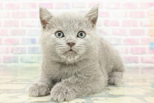 栃木県のシャルトリュー (Coo&RIKU小山店/2025年12月28日生まれ/男の子/ブルー)の子猫の2枚目の画像