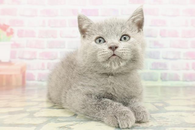 栃木県のシャルトリュー (Coo&RIKU小山店/2025年12月28日生まれ/男の子/ブルー)の子猫の3枚目の画像