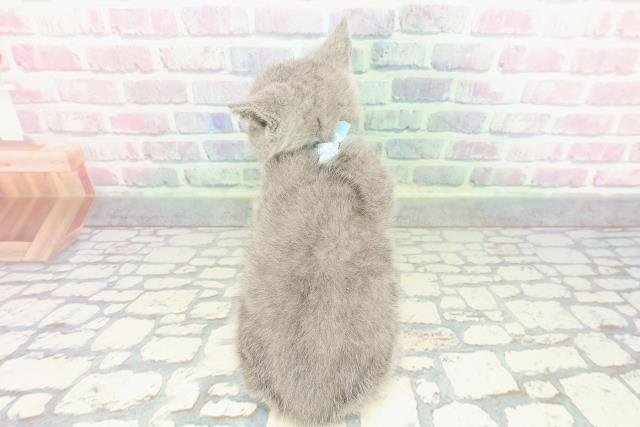 栃木県のシャルトリュー (Coo&RIKU小山店/2025年12月28日生まれ/男の子/ブルー)の子猫の4枚目の画像