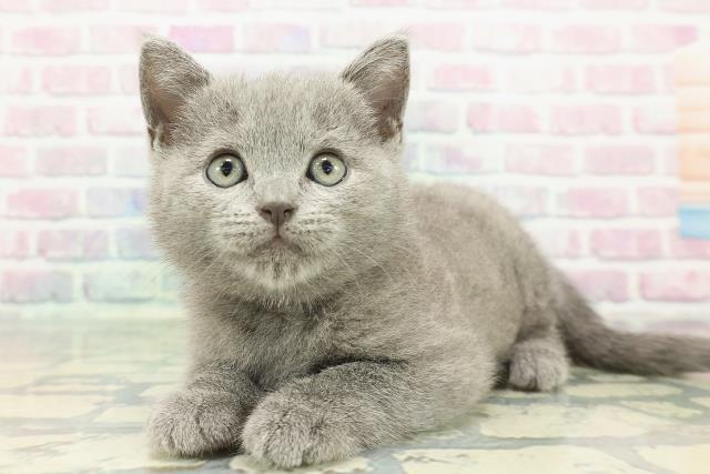 神奈川県のシャルトリュー (Coo&RIKU秦野店/2025年12月28日生まれ/男の子/ブルー)の子猫の2枚目の画像