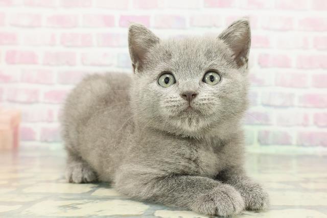 神奈川県のシャルトリュー (Coo&RIKU秦野店/2025年12月28日生まれ/男の子/ブルー)の子猫の3枚目の画像