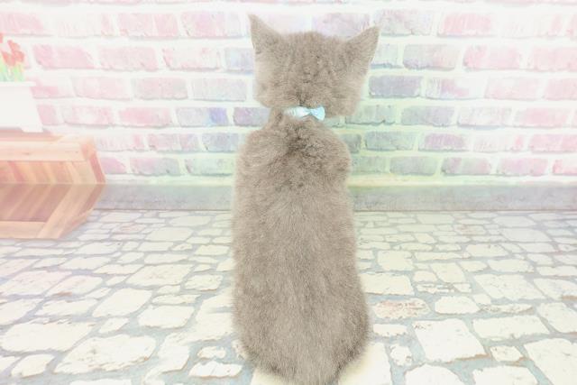 神奈川県のシャルトリュー (Coo&RIKU秦野店/2025年12月28日生まれ/男の子/ブルー)の子猫の4枚目の画像