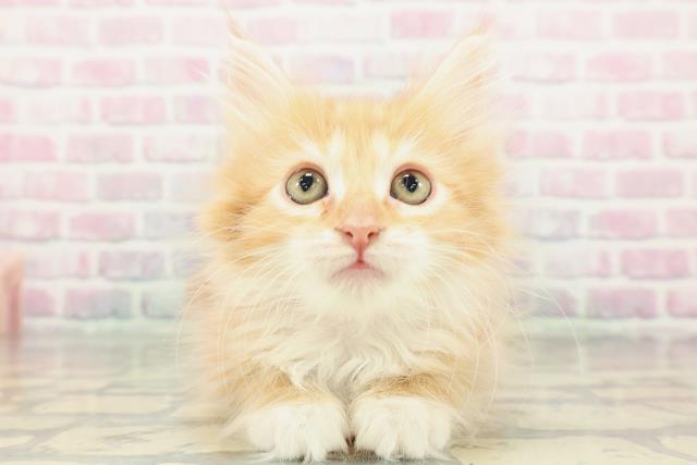 茨城県のメインクーン (Coo&RIKU日立店/2025年12月25日生まれ/女の子/レッドタビーホワイト)の子猫の1枚目の画像