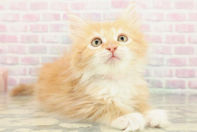 茨城県のメインクーン (Coo&RIKU日立店/2025年12月25日生まれ/女の子/レッドタビーホワイト)の子猫の3枚目の画像